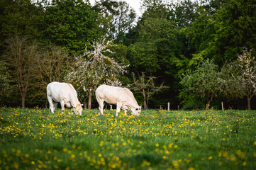 Vaches dans un pâturage en Normandie