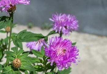 Blooming purple Centaurea flower