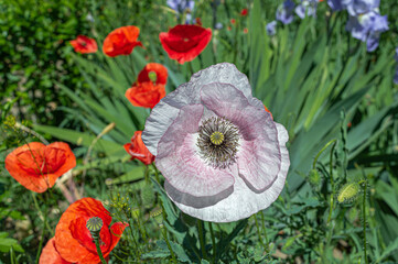 White and pale pink poppy in garden