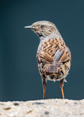 a sparrow or dunnock close up