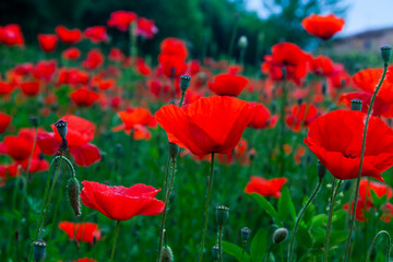 field of red poppies