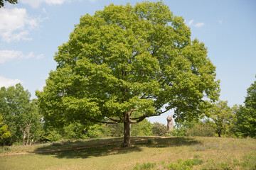 tree in the park