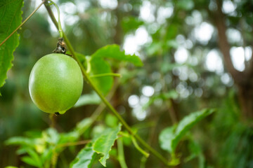 Passiflora pinnatistipula - Fruit of the gulupa on the plant