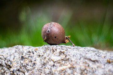 Oak apple with bug hole