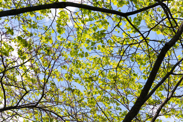 leaves against blue sky