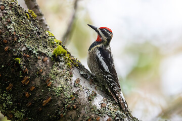 Red naped Sapsucker