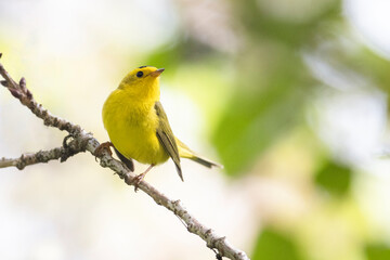 wilson's warbler bird