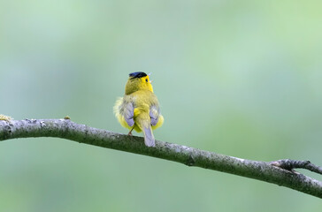 wilson's warbler bird
