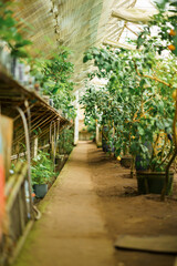 Fototapeta na wymiar Alley in the greenhouse, where citrus fruits and various evergreen exotic tropical plants grow all year round. Flowering of oranges and lemons in the hothouse. Concept of the nature and ecology.