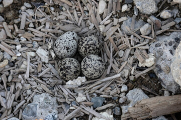 killdeer shorebird eggs