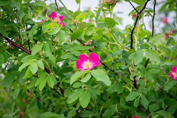 Rosehip bloomed in the forest.