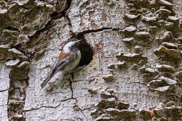 Chestnut backed Chickadee © Feng Yu
