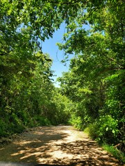 Obraz premium path in the forest