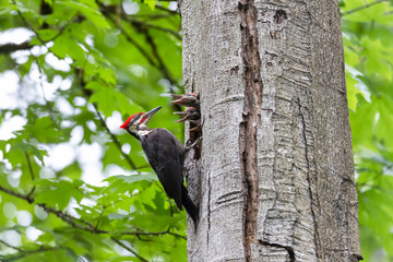 pileated woodpecker bird