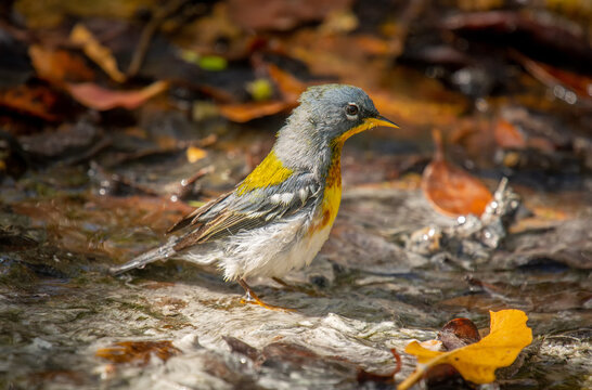 Northern Parula