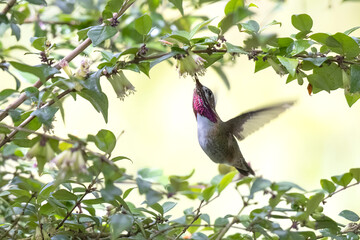 Calliope Hummingbird bird
