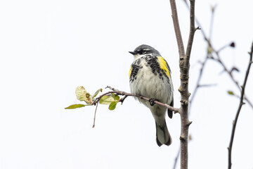 yellow rumped warbler