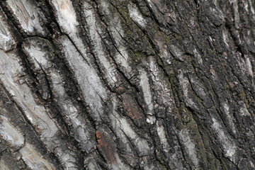 Old bark Close up photo