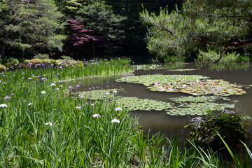 平安神宮神泉苑　西神苑の白虎池　京都市
