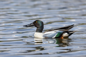 Northern shoveler duck
