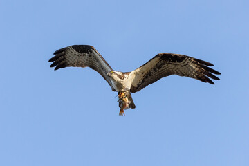 western osprey also called sea hawk
