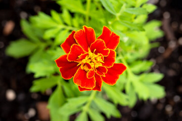 Closeup of a Red Marigold From Above