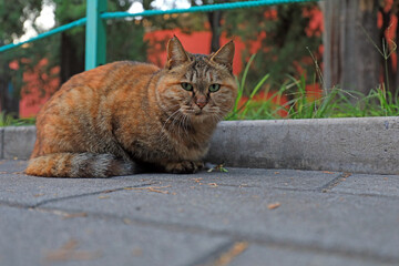 Obraz premium Pet cat on the stone road, Beijing