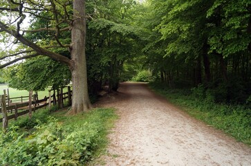 Road to the forest