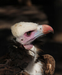 a bird of prey of the eagle family predatory gaze sharp beak