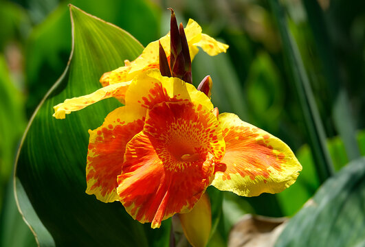 Blooming Canna or canna lily (Latin - Canna)
