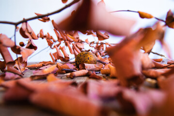 Fruit amid dry leaves on the table