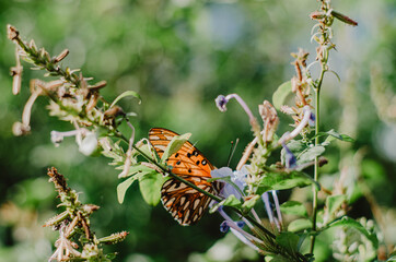 Mariposa en verano
