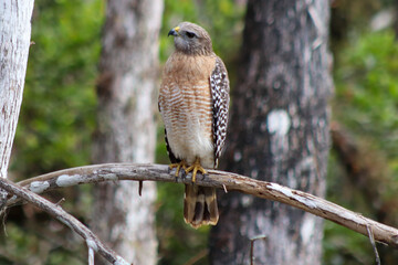 Red Shouldered Hawk