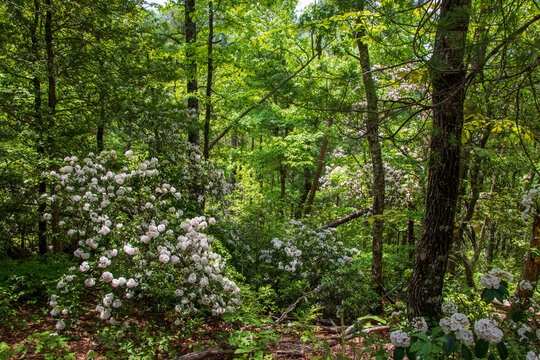 Mountain Forest