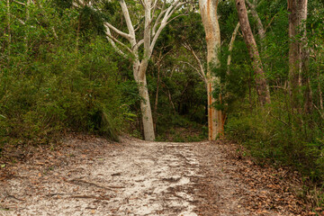 Forest Path at Daytime on Summer in Australia. Nature Concept
