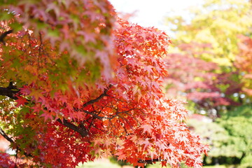 red leaf in japan