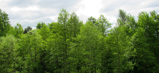 Landscape of summer forest trees.