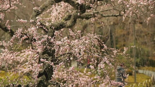 Pink Cherry Blossoms with Weeping Trees and People Japan HD