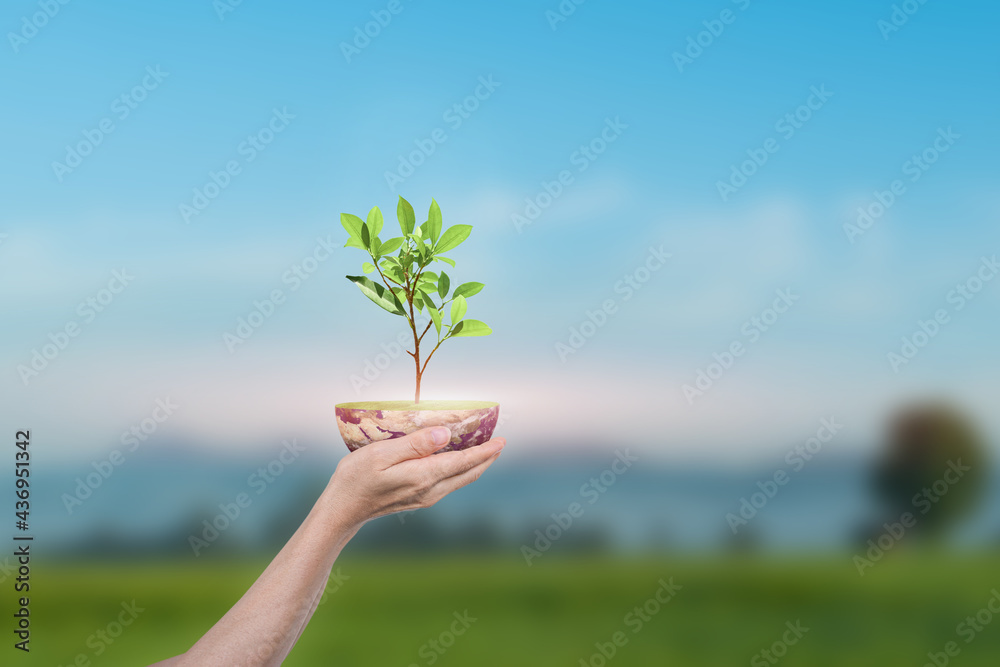Canvas Prints saving earth concept. human hand holding globe with a tree over green nature background. elements of