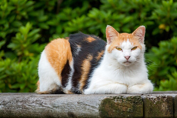 見つめる三毛猫