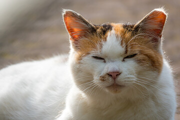 三毛猫のアップ