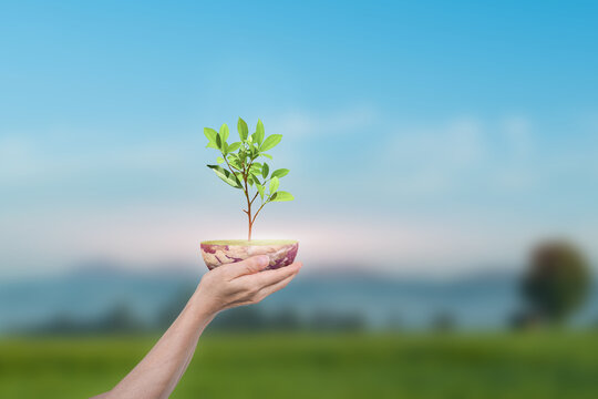 Saving Earth concept. Human hand holding Globe with a tree over green nature background. Elements of this image furnished by NASA