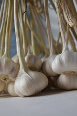 Bunch of garlic with long stems on white table