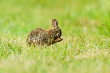 Prayerful Rabbit