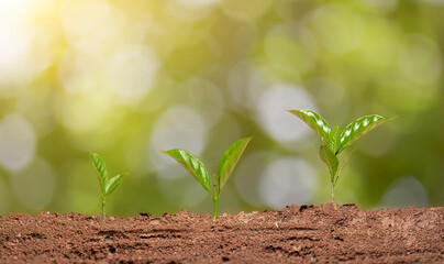 Growth young tree on nature bokeh light background. Growing plants. Saving of the earth concept