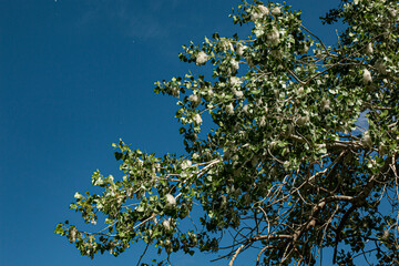 Cottonwood Tree Cotton