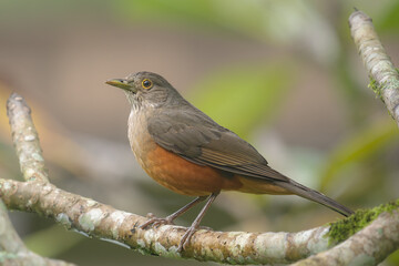 Closeup of a perched Rufous-bellied Thrush (Turdus rufiventris)