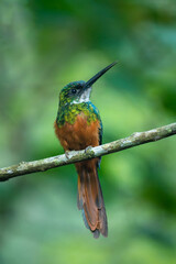 Closeup of a Rufous-tailed jacamar Galbula ruficauda)