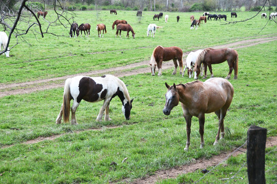 Herd of Horses Grazing