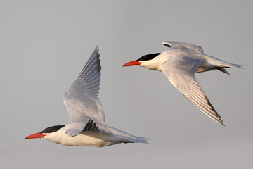Caspian Terns fishing over freshwater lake in summer
